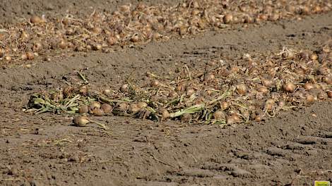 Uien zijn overal binnen of tenminste boven de grond, maar het rooien van aardappelen loopt achterstand op in kleigebieden. De grond is hard en droog, met name in het zuidwesten.