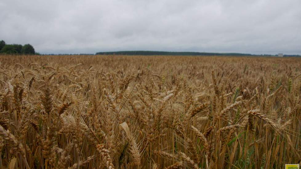 De hectareopbrengst van tarwe viel 10 procent kleiner uit. Gerstpercelen brachten 2 procent minder kilo's, meldt het CBS.