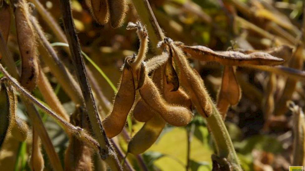 soja rijpt in Nederland laat. Daarom zoeken veredelaars naar vroege en goed opbrengende rassen.