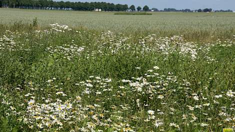 Landschapselementen en natuur verhogen door meer biodiversiteit de veerkracht van landbouwgebieden, zegt Jan Willem Erisman.