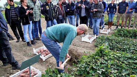 Onder de bijzondere knolgewassen in de Biobased Innovations Garden zitten nu knollen. Volgens Cor van Oers van het project richten de onderzoekers zich op de teelt en op onderzoek naar toepassing in voeding van de knollen. De zoete aardappel is daarbij al