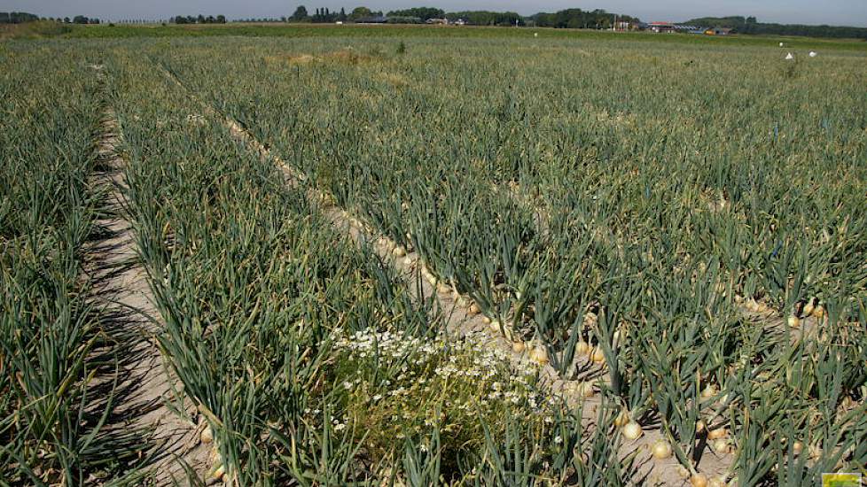 Uienproeven op de Rusthoeve, proefbedrijf in Colijnsplaat, Zeeland.