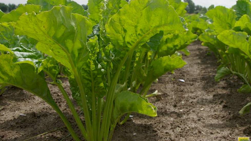 Zeker bij intensievere bouwplannen met veel rooivruchten op klei is de ontrekking aan de bodem groter dan de aanvoer met de mest.