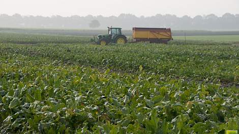 Er stonden nog veel bieten in het veld, toen de vorst in het najaar inviel.