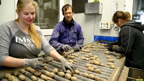 De medewerkers hebben in deze partij hun handen vol aan de groeischeuren. Ze sorteren hier de eigen consumptieaardappelen van Bouma van het biologische ras Ditta. Met name in de grote maten zijn de problemen groot. ‘De 55 opwaarts zat bijna helemaal vol m