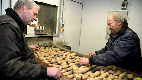 Ferry Hegge en zijn 74-jarige oom Henk Hegge sorteren pootgoed voor Algerije: de één leest en de ander staat bij het afzakken. Als er meer leeswerk is, lezen ze samen. De radio staat soms aan, afhankelijk van wie in de leeskamer staat, zegt Hegge. ‘Mijn o