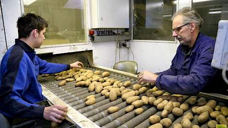 Samen met zijn zoon Brian leest Frans Vos de aardappelen. ‘Hij heeft vakantie, dus hij kan mooi meehelpen.’ Vaak heeft hij ook hulp van zijn buurman, en als een partij erg veel werk oplevert, heeft hij nog enkele medewerkers via een uitzendbureau in diens