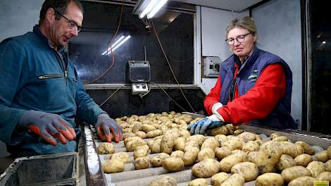 Albert en zijn vrouw Cobi van ’t Westeinde lezen samen hun aardappelen. Ze lezen met name op kluiten en beschadigingen. Groeischeuren zitten er vrijwel niet in, zegt de akkerbouwer uit Termunten. ‘We zitten hier op vrij zware grond, zo’n 45 procent afslib