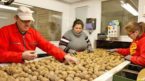 Peter Inghels leest samen met de Roemeense medewerksters Alina en Maria fritesaardappelen van het ras Fontane. De partij is al behoorlijk schoon, dankzij de optische sorteermachine. Peter is normaal gesproken niet zo veel in de leeskamer te vinden, maar n