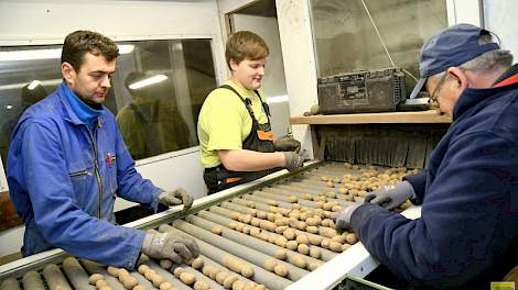 Ronald Bastiaanssen (links) leest samen met zijn vader Toine en stagiair Sander Bolt, leerling van het Groenhorst College aardappelen van het ras Innova. Vaak is ook de buurman in het leeshok aan het werk. ‘Wij sorteren ook zijn aardappelen.’ De aardappel