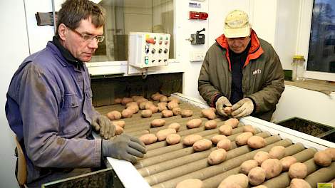 Dennis de Winter en zijn vader Jack lezen aardappelen van het ras Desiree na, alvorens deze partij wordt afgeleverd. Een mooie en egale partij, zegt de akkerbouwer uit Oudeschans. ‘Mooi egaal in de groei, en ook mooi binnen de pootgoedmaat.’ Er zat geen s