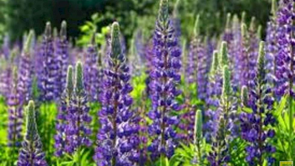 Noordoost-Brabant zet in op eiwitvervangers zoals lupine.