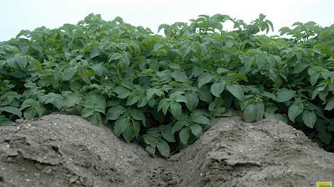 Aardappelen gaat efficiënter om met stikstof die wordt aangeboden via een gecoate meststof.