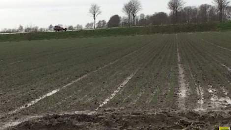 De tweedejaars plantuien op dit perceel bij Sommelsdijk staan er super goed op.