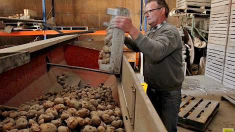 In de schuur stort Vijn de kiemkistjes leeg in de pootmachine.