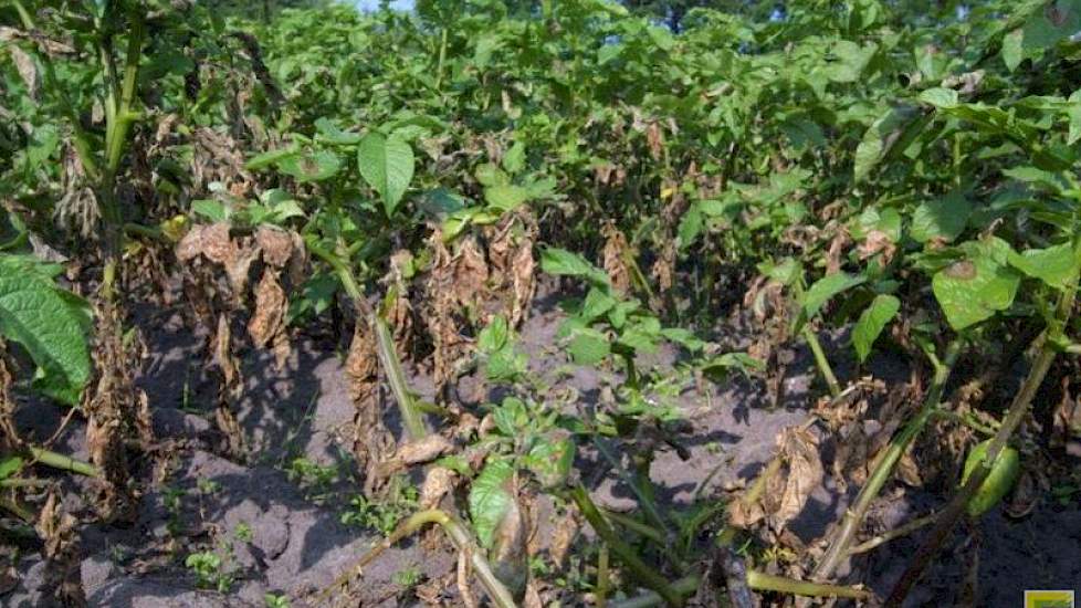 Bovenop het Phytophthora-onderzoek van EuroBlight doet spuitmiddelenproducent Adema voor Nederland aanvullende monitoring naar de schimmelziekte.