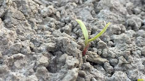 Akkerbouwer Kor Berghuis vroeg zich gisteren af hoe zijn jonge bietenplantjes er vandaag bij zouden staan. ‘Hopelijk zijn deze bietjes er morgen ook nog.’