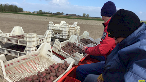 De miniknollen werden zaterdag gepoot op het land van Ko Berghuis.