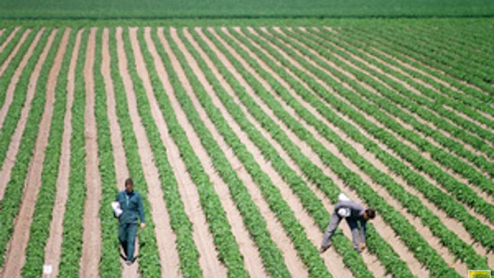 Samen met de aardappelteelt voor de zetmeelindustrie is ook de aardappelpootgoedteelt een belangrijke akkerbouwactiviteit in het noorden van het land.