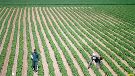 Samen met de aardappelteelt voor de zetmeelindustrie is ook de aardappelpootgoedteelt een belangrijke akkerbouwactiviteit in het noorden van het land.