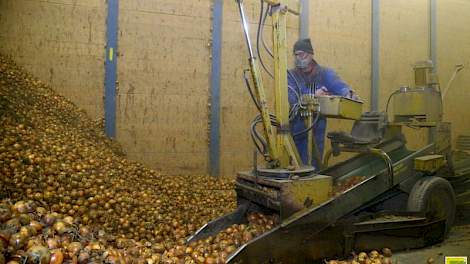 Met een afname van meer dan 7.000 ton was Brazilië vorige week verantwoordelijk voor een groot deel van de  aankoop van Nederlandse uien.