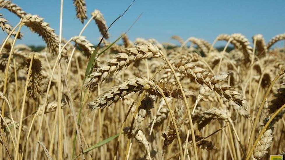 Consumptie-, chips- en frietaardappelen en pootgoed vormen de belangrijkste teelten, maar de bouwplannen bevatten in de regel ook bieten, graan en graszaad.