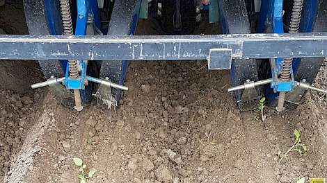 Michiel de Vries: „De familie Goodijk gebruikt voor het planten van de hybride aardappelen dezelfde machine als voor de broccoli. Die planten ze ook op ruggen. Ze hebben mooie grond, maar belangrijk is ook de ervaring.”