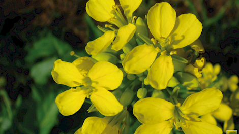 Zwarte mosterd vormt in de periode juli-september gele bloemen.