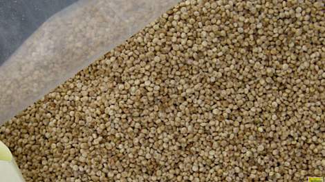Om het zaad van quinoa tijdig te kunnen dorsen moet in Noordwest-Europa worden gekozen voor types die vroeg afrijpen.