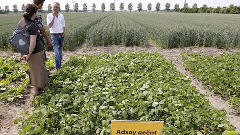 Adsoy is een ras dat nu al in het veld staat bij Nederlandse boeren.