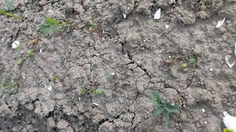 Langdurige droogte en een week hitte waren funest voor de b-peen van biologisch akkerbouwer Wouter Snippe.