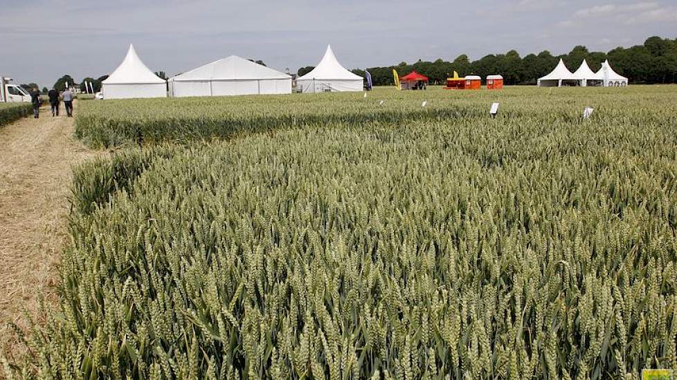 Graan is een belangrijk gewas rond het SPNA-bedrijf in Nieuw-Beerta. Volgens Jaap van 't Westeinde is een proef met verschillende spuittechnieken bij aarfusarium dit jaar interessant. Werken met dubbele in plaats van enkele spleetdoppen en met de Wingsspr