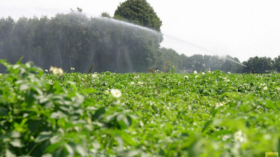 Dankzij de inzet van beregeningsautomaten hebben de aardappelen op veel locaties de droge en warme periode goed weten te doorstaan.