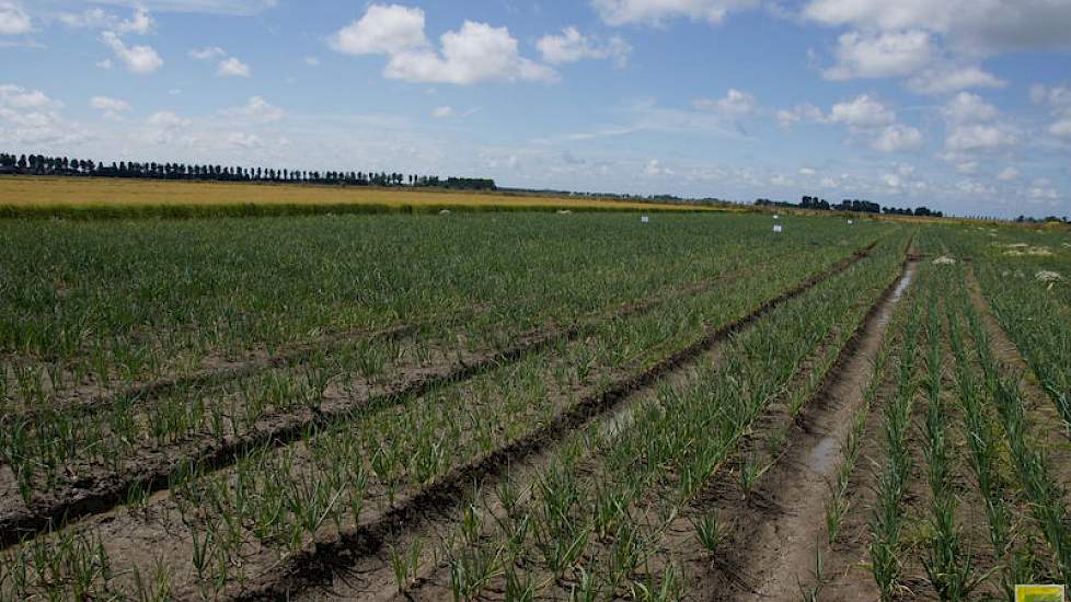 MH in uien is van belang voor de export. Zonder dit middel spruiten de uien onderweg naar een verre bestemming. Telers zijn blij met de hernieuwde toelating, maar 40 procent van de poll-deelnemers vreest dat het tijdelijk is.