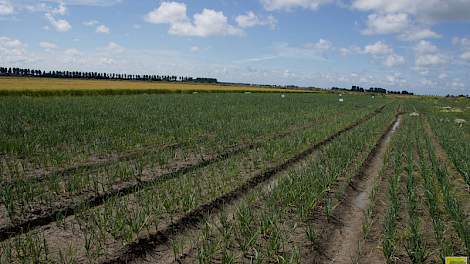 MH in uien is van belang voor de export. Zonder dit middel spruiten de uien onderweg naar een verre bestemming. Telers zijn blij met de hernieuwde toelating, maar 40 procent van de poll-deelnemers vreest dat het tijdelijk is.