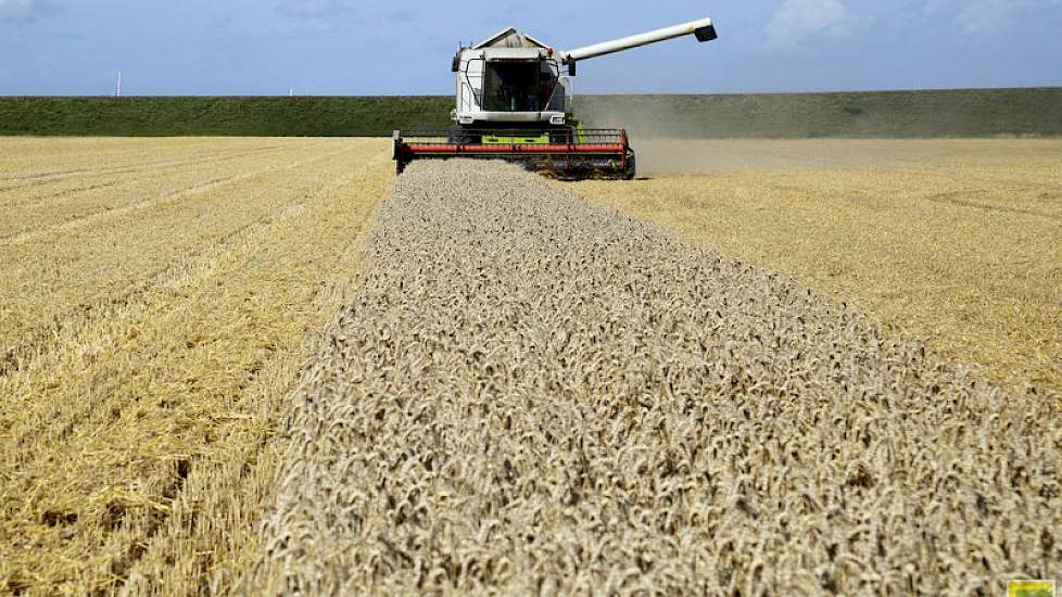 Het perceel van Joran Roggeband is 9 hectare groot. Harry Boone gebruikt voor het dorsen een zes meter brede Claas Lexion 440. Hij kan onder optimale omstandigheden 3 hectare per uur doen, mits hij rijdend kan lossen.