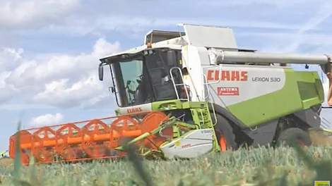 Loonbedrijf Antuma uit Dedemsvaart dorst glutenvrije haver met een Claas Lexion 530.