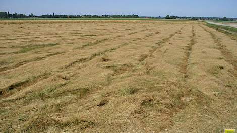 Graszaad droogt in het zwad. Veel telers dorsen van stam. De opbrengsten vallen in 2017 meestal wat lager uit dan in 2016.