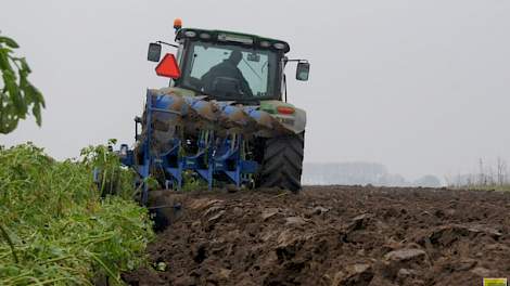 Gele mosterd is een aantrekkelijke groenbemester omdat het gewas in korte tijd veel organische stof produceert.