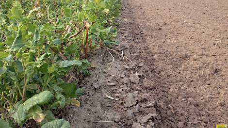 Na de groenbemester zaait De Visser uien aan de Kubbeweg. Dit is de meest uitdagende grond voor hem met stuifschade, plantuitval en aaltjesdruk.