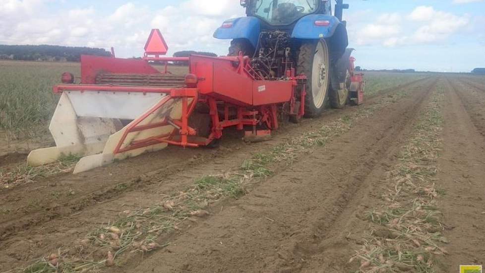 Ook onder droge omstandigheden haalt de schijvenrooier sjalotten onbeschadigd uit de grond.