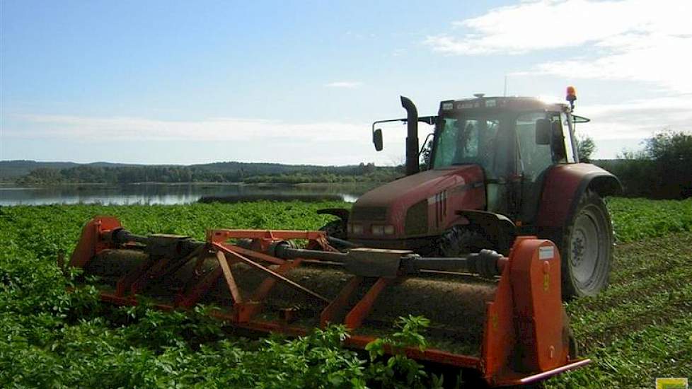 In de veldproef van Van Iperen worden verschillende combinaties van loofklappen en spuitmiddelen vergeleken.