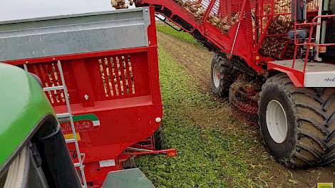 Loonwerker De Waal rooide gisteren met een 6-rijige Vervaet de bieten van akkerbouwer Gerard Mangnus uit het Zeeuwse Ossenisse. De 6 hectare kon onder ‘meer dan voortreffelijke omstandigheden’ worden gerooid.