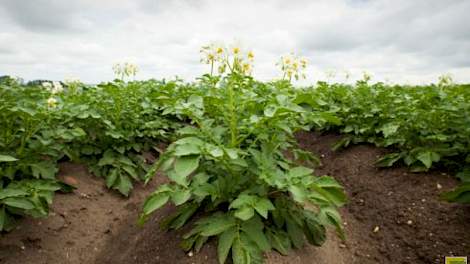 ZLTO en Delphy peilen onder akkerbouwers en tuinders in Zeeland de belangstelling voor zilte teelten, zoals die van aardappelen.