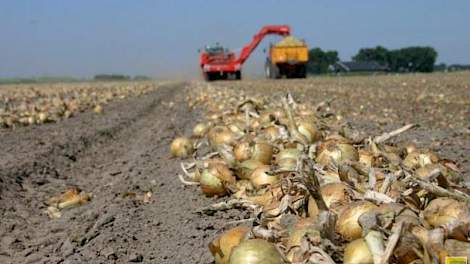 Na de periode van regen moet de uienoogst pas worden opgepakt als het land bekwaam is.