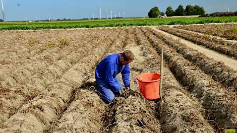 Uit proefrooiingen blijkt dat de opbrengst van aardappelen dit jaar gemiddeld 11,7 procent boven het 5-jarig gemiddelde ligt.