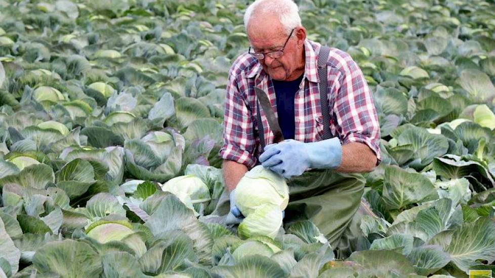 Mooij verwacht 120 ton witte kool per hectare te oogsten.