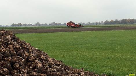 De bieten worden naar verwachting medio december opgehaald. „In eerste instantie was het 14 december, maar door de storingen in de fabriek zal dat wel wat later worden”, verwacht de akkerbouwer.