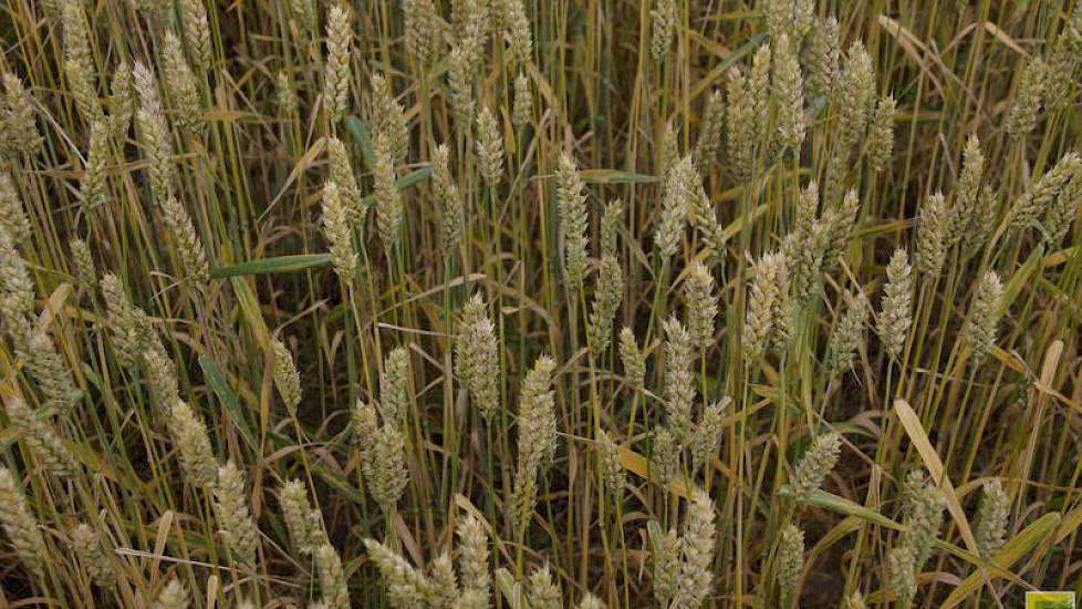 Opbrengstverschillen in graan geven een indicatie voor de potentie van de grond per plaats. Die informatie is te gebruiken bij het maken van een taakkaart voor de pootafstand van de aardappelen in 2018.