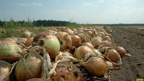 De prijs die Agrifirm uitkeert in de af-landpool is minder dan de helft van die van het vorige oogstseizoen.